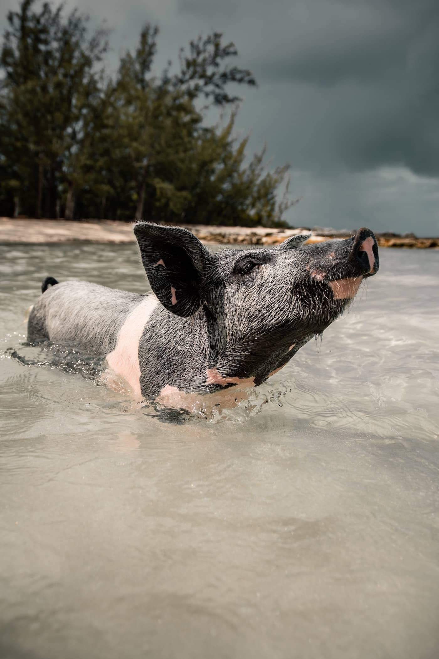 Bahamas Caribbean Schweine schwimmen im Meer