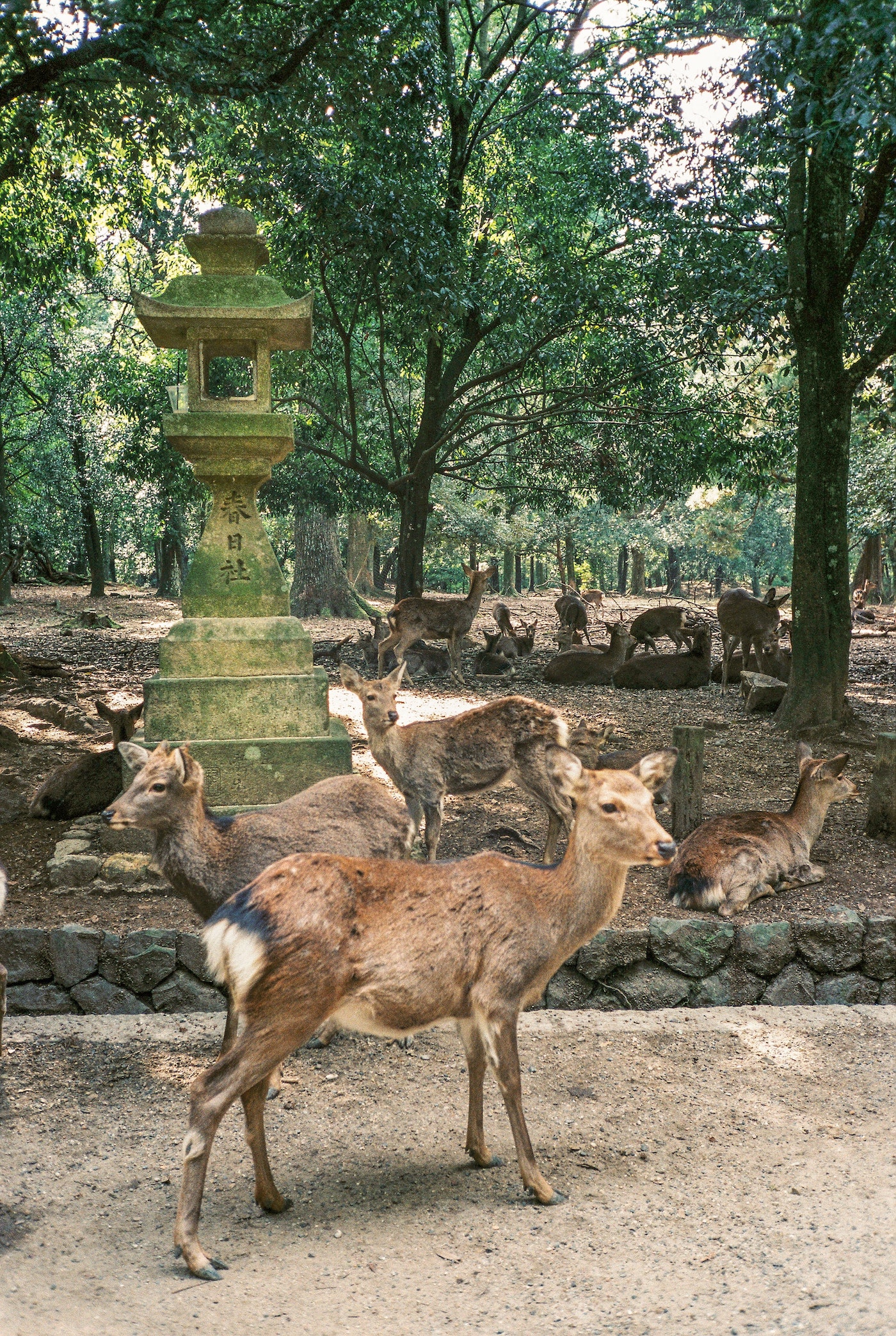 NARA Japan der heilige Hirsch Wahrzeichen