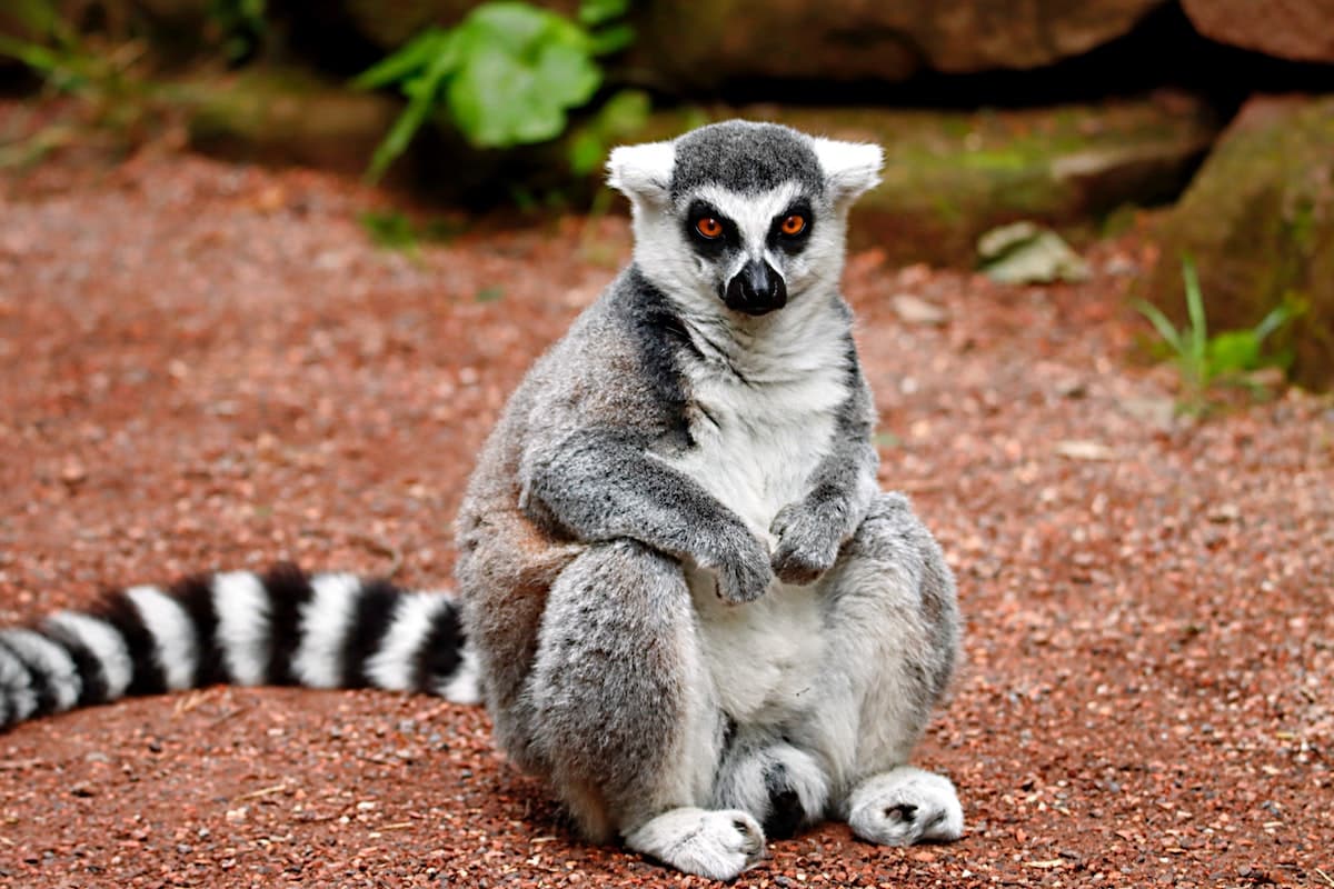 Madagaskar Eindrücke Lori Lemur