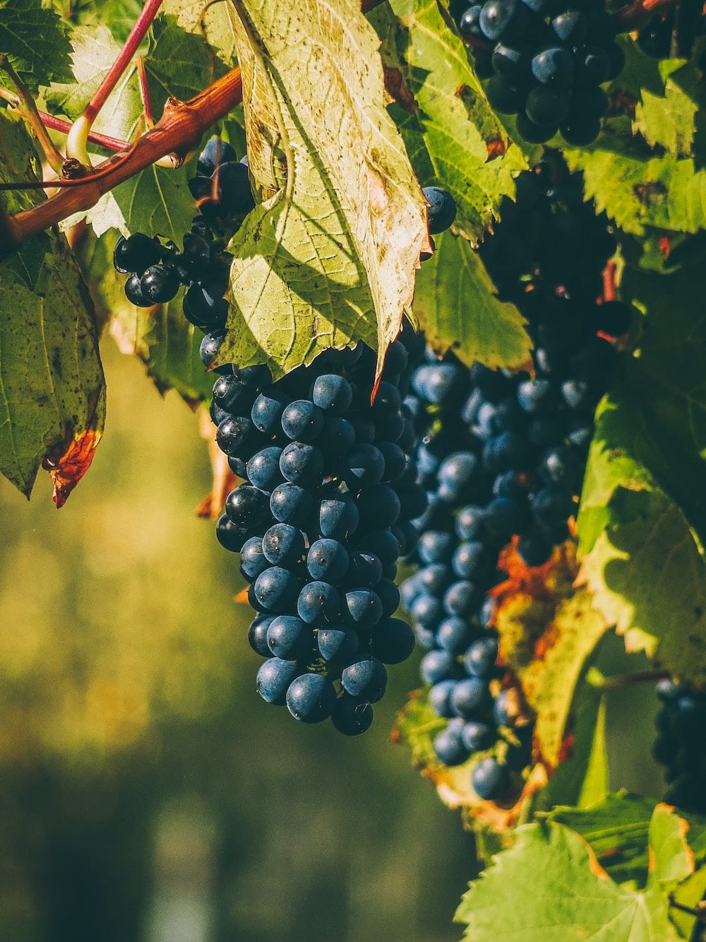 WEINBERGE Impressionen Rotwein Weintrauben geruch Duft