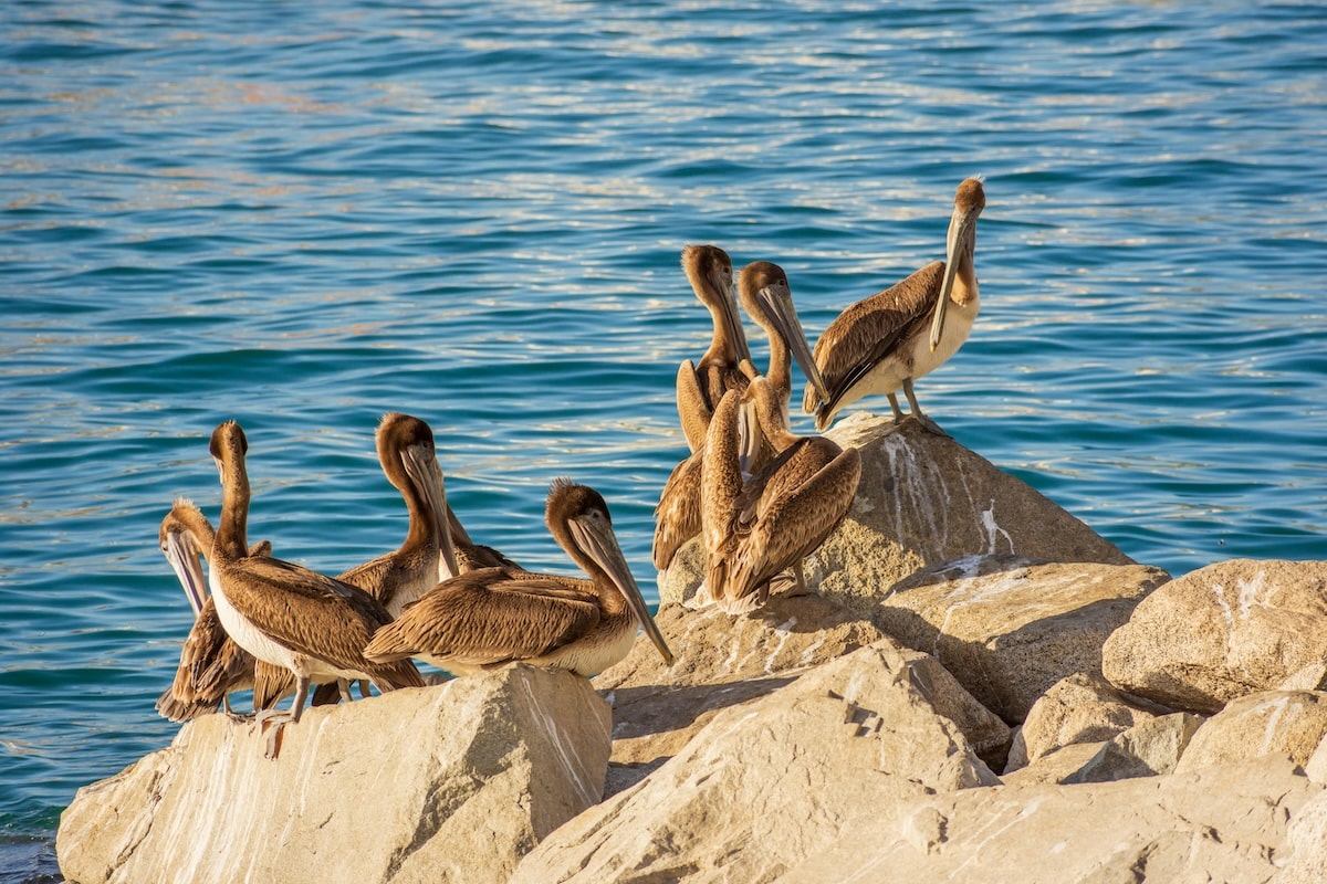 Pelikane am Sonnenbaden in der Karibik